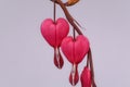 Close up of a red blossom of Bleeding Heart flower on gray background Royalty Free Stock Photo