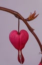 Close up of a red blossom of Bleeding Heart flower on gray background, dicentra spectabilis Royalty Free Stock Photo