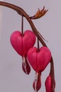 Close up of a red blossom of Bleeding Heart flower on gray background, dicentra spectabilis Royalty Free Stock Photo