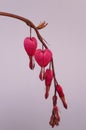 Close up of a red blossom of Bleeding Heart flower on gray background, dicentra spectabilis Royalty Free Stock Photo