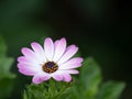 Close-up of the red blossom of a cape marguerite, Osteospermum ecklonis