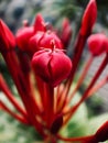 Close-up of red Blossom flowers