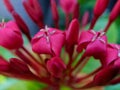 Close-up of red Blossom flowers