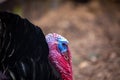 A close-up of the red and blue head of a black male turkey in a farmyard. Ecological poultry farming. Royalty Free Stock Photo