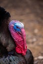 A close-up of the red and blue head of a black male turkey in a farmyard. Ecological poultry farming. Royalty Free Stock Photo