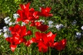 Close up of red Bokhara tulips Royalty Free Stock Photo