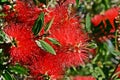 red bottlebrush blossoms Royalty Free Stock Photo