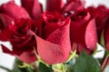 Close-up of red Bouquet lush roses with drops. Selective focus