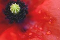 Close up of red bright poppy flower blossom