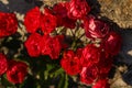 Close up of red bright roses in the garden