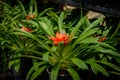 Close up red Bromeliad Bromeliaceae plant tropical flower