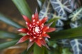 Close up of red Bromeliad flower