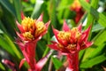 Close up of red bromeliad