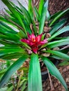 Close-up of Red Bromeliad tropical plant flower blooming in the garden,