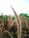 A close-up of red-brown flower grass swaying in the gentle breeze. Royalty Free Stock Photo