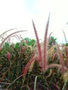 A close-up of red-brown flower grass swaying in the gentle breeze. Royalty Free Stock Photo
