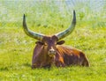 Close up of a red brown Watusi cattle, Bos taurus indicus, lying in a green meadow and chewing the cud