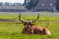 Close up of a red brown Watusi cattle, Bos taurus indicus, lying in a green meadow and chewing the cud