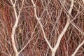 Close up of red brushwood Royalty Free Stock Photo