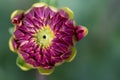 Close-up of the red bud of a dahlia, still almost closed, against a green background Royalty Free Stock Photo