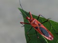 Close up of a red bug with black dots on a green leaf Royalty Free Stock Photo