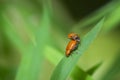 Close up of red bug on green leaf . Fighting bug , animals are together on a natural background. natural phoyography