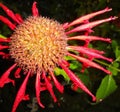 Red Butterfly Flower Royalty Free Stock Photo