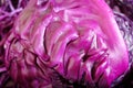 Close up of red cabbage Royalty Free Stock Photo