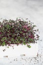 Close-up of red cabbage microgreens in the white wooden box. Sprouting Microgreens. Seed Germination at home. Vegan and healthy Royalty Free Stock Photo