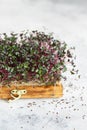 Close-up of red cabbage microgreens in the wooden box. Sprouting Microgreens. Seed Germination at home. Vegan and healthy eating Royalty Free Stock Photo