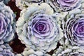 Close up of Red cabbage plant Royalty Free Stock Photo