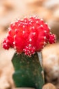 Closeup of red cactus flower Royalty Free Stock Photo