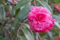 Close-up of a red Camellia freedom bell Japanese Camellia with green Leaves.. View of a red Camellia Flower Royalty Free Stock Photo