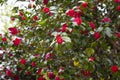 Close-up of a red Camellia freedom bell Japanese Camellia with green Leaves Royalty Free Stock Photo