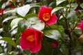 Close-up of a red Camellia freedom bell Japanese Camellia with green Leaves Royalty Free Stock Photo