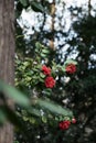Close-up of red camellias blooming in spring, photographed in Shanghai, China Royalty Free Stock Photo