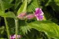 Close up of a Red Campion Flower and its leaves