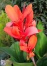 Red Canna exotic flower Royalty Free Stock Photo