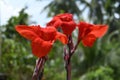 Close up of a red canna lily flower in the garden Royalty Free Stock Photo