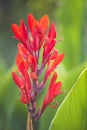 red canna lily Royalty Free Stock Photo