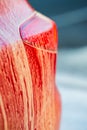 Close up of red car covered in thick soap foam.. Royalty Free Stock Photo