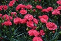 Close-up of red carnations Royalty Free Stock Photo