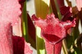 Red Sarracenia Royalty Free Stock Photo