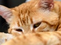 Close-up of red cat face resting at home. Orange tabby cat curled up and going to sleep. Behavior of domestic pets and animals Royalty Free Stock Photo