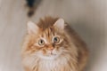 Close-up red cat with green eyes looking on camera. Cute aborable red cat asks food Royalty Free Stock Photo
