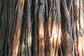 Red cedar bark, full frame Royalty Free Stock Photo