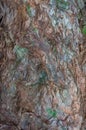 Close up of red cedar tree trunk bark texture Royalty Free Stock Photo