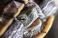 Close-up of a red-cheeked aquatic turtle. Royalty Free Stock Photo