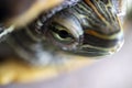 Close-up of a red-cheeked aquatic turtle. Royalty Free Stock Photo