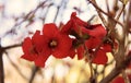 Close up red cherry blossom bunch with tree branch background. S Royalty Free Stock Photo